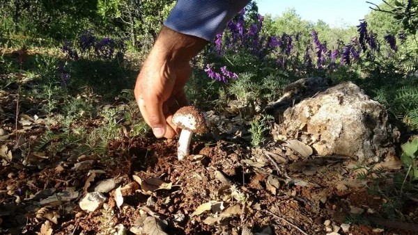 Dağ Dağ Gezip Topluyorlar! Kilosu 500 İle 1.000 TL Arasında
